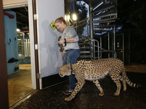 Jennifer Nelson, senior keeper at Zoo Miami, leads a cheetah named Koda to a hurricane resistant structure within the zoo, Saturday, Sept. 9, 2017 in Miami. Though most animals will reman in their secure structures, Koda and his brother Diesel and some birds will ride out the storm in temporary housing. (AP Photo/Wilfredo Lee)