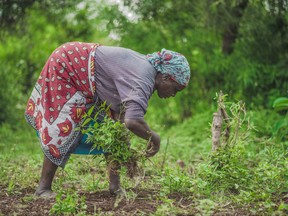 In this April 2017 photo provided by GiveDirectly, GiveDirectly basic income recipient Plister Aloo clears land for farming near Lake Victoria in Kenya. Hawaii is considering doling out universal basic income, where everyone gets a chunk of money with no strings attached. The idea has attracted supporters across the U.S. and elsewhere as technology leaders, elected officials and economists debate what our lives will look like when robots and machines take over more jobs that human beings have held for decades. (Ted Kenya/GiveDirectly via AP)