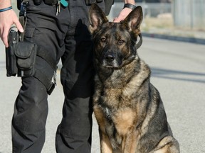 A stock image of a police dog