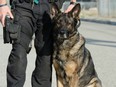 A stock image of a police dog