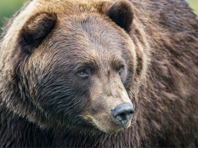 Some say the $13,000 fine doesn't go far enough in protecting the threatened grizzly bear from hunters.