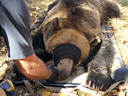 Alberta Fish and Wildlife assessing a grizzly caught in trap near Griffith Woods Park in Calgary.