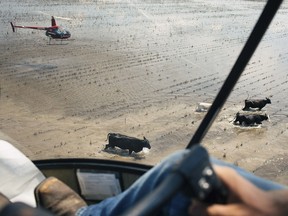 Since Hurricane Harvey caused wide-spread flooding in the region south of Houston, Ashcraft and another pilot have spent hours using their helicopters to drive cattle to dry, high ground