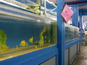 FILE - This June 25, 2014, file photo shows yellow tang aquarium fish in a tank at a store in Aiea, Hawaii. A Hawaii Supreme Court ruling on Sept. 6, 2017, is halting the commercial collection of reef fish for aquariums until the state reviews the trade's environmental impacts. (AP Photo/Audrey McAvoy)