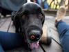 Jagger, a former currency detector dog for the Canada Border Services Agency, who is now fighting bone cancer.