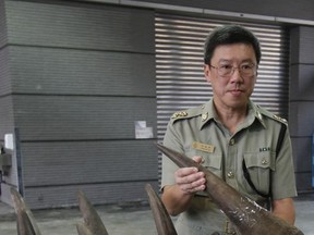 FILE - In this Tuesday Nov. 15, 2011 file photo, the Acting Head of Ports and Maritime Command, Lam Tak-fai poses with the smuggled rhino horns at the Hong Kong Customs and Excise Department in Hong Kong, inside a container shipped to Hong Kong from Cape Town, South Africa. Conservationists say some criminal groups are processing rhino horns into powder and trinkets in South Africa before smuggling it to Asia, a developing trend that could make it harder for law enforcement agencies to intercept trafficked horns. (AP Photo/Kin Cheung, File)