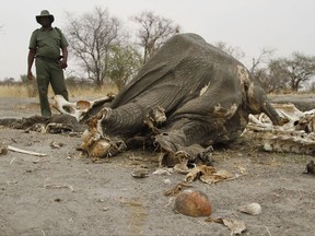 FILE - In this Sept. 29, 2013 file photo a game ranger stands next to a rotting elephant carcass poisoned by poachers with cyanide in Hwange National Park in Zimbabawe. Poachers in Zimbabwe have used cyanide to kill dozens of elephants for their ivory tusks. (AP Photo/Tsvangirayi Mukwazhi, File)