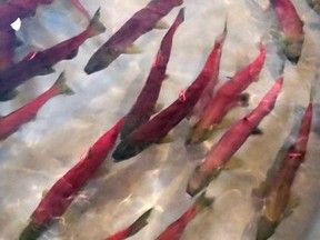 This photo provided by Idaho Fish and Game shows Snake River sockeye salmon that returned from the Pacific Ocean to Idaho over the summer swim in a holding tank on Tuesday, Sept. 26, 2017, at the Eagle Fish Hatchery in southwestern Idaho.   The number of the endangered fish that made it back this year is the second worst in the last decade but there are enough hatchery-raised fish to make up for the bad return. (Dan Baker/ Idaho Fish and Game via AP)