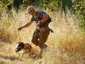 In this June 21, 2017, provided by The Nature Conservancy photo shows Ky Zimmerman and his labrador Tobias search for nests of Argentine ants on Santa Cruz Island off the coast of Southern California. The dog is wearing a mask is to protect from foxtails, a grass seed that can get into his eyes, nose or mouth. Tobias searches for nests of the invasive species of ants that threatened the ecosystem after being introduced decades ago. (Gary Andrew/The Nature Conservancy via AP)