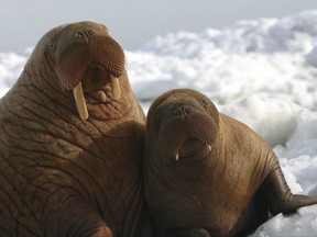 In this April 18, 2004 photo provided by the U.S. Fish and Wildlife Service a walrus cow and her calf sit on the ice in Alaska. The U.S. Fish and Wildlife Service, part of the Interior Department, has until Saturday, Sept. 30, 2017, to decide whether Pacific walrus should be listed to the threatened species list because of threats to its habitat, sea ice, due to climate warming. (Joel Garlich-Miller/USFWS via AP)