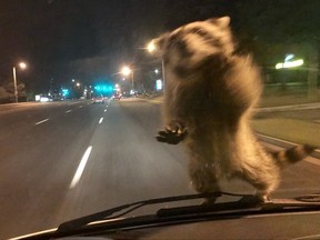 This Wednesday, Sept 20, 2017, image released by the Colorado Springs Police Department shows  a van dash camera showing a raccoon on a windshield.   Officer Chris Frabbiele was responding to an accident scene in a van used by police to investigate crashes when the raccoon landed on it late Wednesday night. Police spokesman Lt. Howard Black says the raccoon hopped off the van after Frabbiele stopped it. (Colorado Springs Police Department via AP)