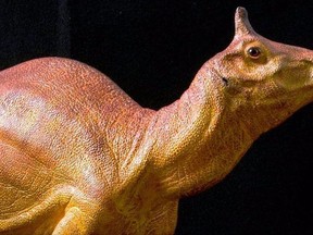 This undated photo released by the Natural History Museum of Los Angeles shows a sculpture prepared by the Natural History Museum of Los Angeles County to display what scientists believe the dinosaur Augustynolophus morrisi looked like. California Gov. Jerry Brown announced Saturday, Sept. 23, 2017, the signing of a bill making Augustynolophus morrisi the official dinosaur of the Golden State. (Stephanie Abromowicz/Natural History Museum of Los Angeles via AP)