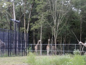 Giraffes roam in a new 45-acre enclosure Tuesday, Sept. 26, 2017, at a breeding center established by the Audubon Nature Institute and the San Diego Zoo Global Wildlife Conservancy in New Orleans. The two pens apart from the others are being kept near the giraffe barn because they're expected to give birth in October. Officials see the new Alliance for Sustainable Wildlife as both a place to breed animals, some of them endangered, for zoos and a possible inspiration for other zoos to start similar projects. (AP Photo Janet McConnaughey)