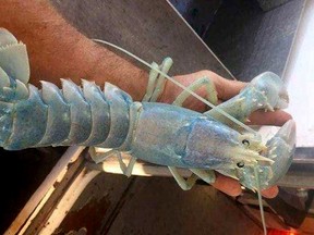 Lobsterman Alex Todd caught this lobster with a translucent shell off the coast of Maine.
