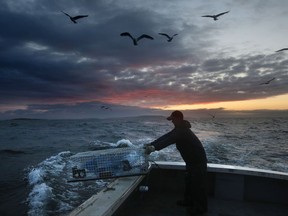FILE- In this July 29, 2014 file photo, Brandon Demmons sends a lobster trap overboard at dawn off of Monhegan Island, Maine. A group of scientists led by Andrew Thomas of the University of Maine says the warming of the Gulf of Maine has added up to 66 days of summer-like temperatures to the body of water. (AP Photo/Robert F. Bukaty, File)
