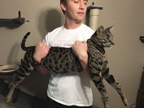 Will Powers holds his cat Arcturus Aldebaran Powers, Wednesday, Sept. 13, 2017 in Farmington Hills, Mich. Arcturus, a F2B Savannah cat, has been named the tallest pet cat in the world in the Guinness World Records 2018 version. Arcturus, at two years old, is about 19 inches and still growing. (Edward Pevos/Ann Arbor News via AP)