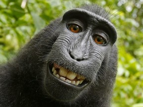 This 2011 photo provided by People for the Ethical Treatment of Animals (PETA) shows a selfie taken by a macaque monkey on the Indonesian island of Sulawesi with a camera that was positioned by British nature photographer David Slater.