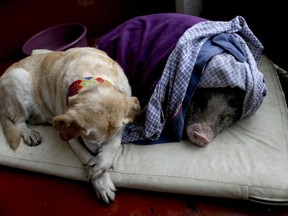 Algeria, left, and Jacinto, rest at a temporary home in the aftermath of a 7.1-magnitude earthquake, in Mexico City, Friday, Sept. 22, 2017. The dog and the pig fled with their owners during Tuesday's powerful earthquake that devastated Mexico City and nearby states. Dozens of other animals have had to flee with their owners from buildings still in danger of collapse. (AP Photo/Natacha Pisarenko)