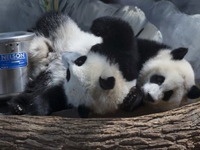 This photo provided by the Atlanta Zoo shows giant panda twins at the Atlanta Zoo in Atlanta.  Atlanta's zoo is celebrating the first birthday of the only giant panda twins in the United States. The twins will get to enjoy ice cake creations made especially for them, and visitors can craft birthday greetings for them from on Sunday, Sept. 2, 2017.( Atlanta Zoo via AP)