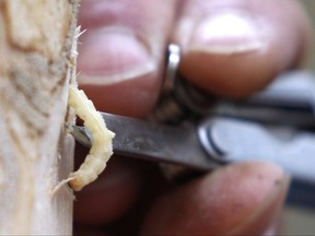 FILE - In this Oct. 26, 2011 file photo, an emerald ash borer larvae is removed from an ash tree in Saugerties, N.Y. On Thursday, Sept. 14, 2017, the International Union for the Conservation of Nature said five prominent species of ash tree in the eastern U.S. have been driven to the brink of extinction from years of lethal attack by the ash borer beetle. (AP Photo/Mike Groll, File)