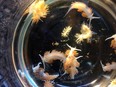 This April 2015 photo provided by John W. Chapman shows marine sea slugs from a derelict vessel from Iwate Prefecture, Japan which washed ashore in Oregon.
