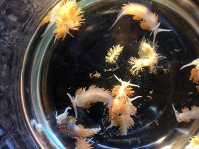 This April 2015 photo provided by John W. Chapman shows marine sea slugs from a derelict vessel from Iwate Prefecture, Japan which washed ashore in Oregon. On Thursday, Sept. 27, 2017, researchers reported nearly 300 species of fish, mussels and other sea creatures hitchhiked across the Pacific Ocean on debris from the 2011 Japanese tsunami, washing ashore alive in the United States. (John W. Chapman via AP)