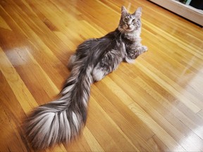 This undated photo provided by Guinness World Records 2018 shows Cygnus, a Silver Maine Coon cat, of Ferndale, Mich. Cygnus is the record holder for the longest tail on a domestic cat (living) at 44.66 cm (17.58 inches). (Kevin Scott Ramos/Guinness World Records 2018 via AP)
