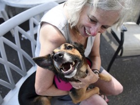 Volunteer Myra Kennett, of the rescue group Bobbi and The Strays, plays with Relay at the facility in Freeport, N.Y., Saturday, Sept. 16, 2017. The German shepherd mix went under a backyard fence in West Palm Beach, Fla. in February 2016 and the dog's microchip has been traced back to the owners. The shelter's looking for a volunteer to drive the dog to Florida. (Danielle Finkelstein/Newsday via AP)