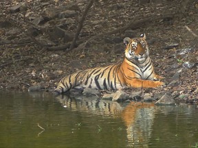 This May 9, 2017 photo shows Arrowhead, a young female Bengal tiger, lazing by the edge of a lake on a day when temperatures topped out at 115 degrees Fahrenheit in Ranthambore National Park in northern India. Wildlife sightings are opportunistic and require a certain degree of luck--especially for tigers in India. (Dean Fosdick via AP)