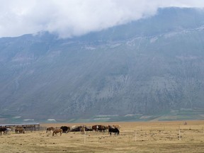 This July 14, 2017 photo shows a horse farm in the countryside near Norcia, Italy. Umbria is a landlocked agricultural region known as the green heart of Italy. A drought earlier this year rendered many hillsides tan instead of green, as shown here. (Albert Stumm via AP)