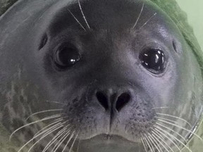 A photo provided by the Marine Mammal Stranding Center shows a harbor seal whose rear flipper had to be amputated after being struck by a boat. The seal has recovered at New Jersey's Marine Mammal Stranding Center in Brigantine, N.J., and is headed to an upstate New York aquarium. The center has been caring for the seal since it was found wounded on a beach in Barnegat Light on Long Beach Island earlier this year.  (Marine Mammal Stranding Center via AP)