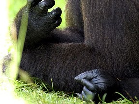 This undated photo provided by the Cleveland Metroparks Zoo shows a female gorilla named Fredrika. Cleveland Metroparks Zoo received Fredrika from Florida's Zoo Miami and a female gorilla named Kebi Moya from the Columbus Zoo and Aquarium in Powell, Ohio, selected to join the Cleveland zoo's male silverback gorilla named Mokolo in the hope of creating a new troop. (Zoo Miami/Cleveland Metroparks Zoo via AP)