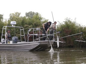 Janice Kerns, left, and Anne Marie Gorman, both with the Ohio DNR, net fish after a brief electric shock is administered to the water. Researchers in the Great Lakes region have found new evidence that invasive grass carp are spawning near the mouth of a river that flows into Lake Erie.  The discovery of more grass carp eggs this summer in a northern Ohio river points to what some scientists believe is a growing danger.  (Jetta Fraser /The Blade via AP)