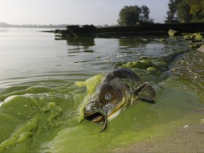 In this Sept. 20, 2017 photo, a catfish appears on the shoreline in the algae-filled waters at the end of 113th Street in the Point Place section of North Toledo, Ohio. Health officials in Ohio are telling children, pregnant women and people with certain medical conditions not to swim in the river that flows through Toledo because of an algae outbreak.  (Andy Morrison/The Blade via AP)