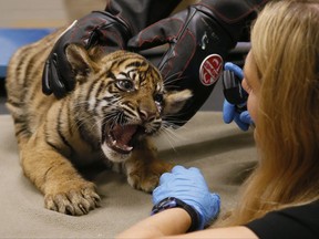 Sumatran Tiger Cub, "Gusti" is examined by Dr. Gretchen Cole, zoo veterinarian, during a wellness exam in Oklahoma City, Wednesday, Sept. 27, 2017. Three cubs were born at the zoo July 9, 2017. (AP Photo/Sue Ogrocki)