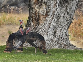 In this Tuesday, Sept. 5, 2017 photo, wild tom turkeys stand in a yard off of Northwest Elder Street in Pilot Rock, Ore. Pilot Rock City Council has asked the Oregon Department of Fish and Wildlife for recommendations on how it should handle a flock of wild turkeys that have been ruining residents' gardens and leaving behind droppings. (E.J. Harris/The East Oregonian via AP)