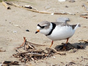 An adult piping plover