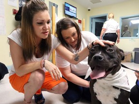 St. John Ambulance Therapy Dog Lex visits with Sonia MacKinnon (left) and Mabel Stanley (right), inmates at Her Majesty's Penitentiary in St. John's, N.L. on Thursday, September 28, 2017. THE CANADIAN PRESS/Paul Daly