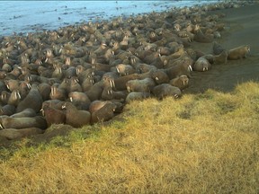In this Sept. 7, 2015 photo provided by U.S. Fish and Wildlife walruses lay on the beach at Point Lay, Alaska. The U.S. Fish and Wildlife Service says 64 walruses died on the northwest Alaska beach and the animals may have been killed in stampedes. (U.S. Fish and Wildlife via AP)