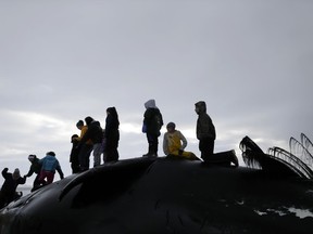 FILE - In this Oct. 7, 2014 file photo, family members and friends of the Anagi whaling crew celebrate the capture of a bowhead whale after it was brought ashore near Barrow, Alaska. The Alaska Eskimo Whaling Commission is seeking a significant increase in the number of bowhead whales subsistence hunters from 11 villages can harvests each year. (AP Photo/Gregory Bull, File)