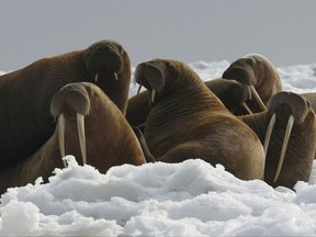 This undated photo provided by U.S. Fish and Wildlife shows Walrus cows and yearlings resting on ice in Alaska. An environmental activist wants the U.S. Fish and Wildlife Service to reconsider using anchored rafts in the Chukchi Sea to provide walruses a platform to rest. Diminished sea ice brought on by global warming in recent years has forced walruses to the Russia and Alaska coasts in herds of 35,000 or more. (Joel Garlich-Miller/U.S. Fish and Wildlife via AP)