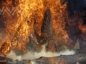 About 33 kilograms of rhino horns are being burned at the zoo in Dvur Kralove, Czech Republic, Tuesday, Sept. 19, 2017. A zoo in the Czech Republic has burned its stockpiles of rhino horn worth more than US $ two million on the black market in a protest against a controversial auction of rhino horn in South Africa. (AP Photo/Petr David Josek)
