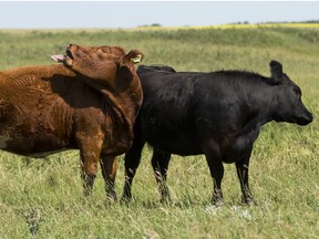 Alberta cows  shake off flies in 2015.