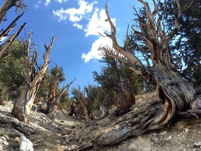 CORRECTS TO REMOVE REFERENCE TO DEAD TREES- This July 11, 2017, photo shows gnarled, bristlecone pine trees in the White Mountains in east of Bishop, Calif. Limber pine is beginning to colonize areas of the Great Basin once dominated by bristlecones. The bristlecone pine, a wind-beaten tree famous for its gnarly limbs and having the longest lifespan on Earth, is losing a race to the top of mountains throughout the Western United States, putting future generations in peril, researchers said Wednesday, Sept. 13. (AP Photo/Scott Smith)