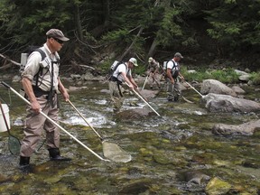 In this Aug. 29, 2017 photo state and federal fisheries experts look for landlocked Atlantic salmon in the Huntington River in Huntington, Vt. About 150 years after Atlantic salmon were pushed out of the Lake Champlain basin and almost 50 years after restoration efforts began, the fish are again naturally reproducing in rivers in Vermont and New York. The biologists in Huntington were checking on the health of fish that were stocked in the river last fall. (AP Photo/Wilson Ring)