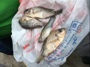 Fish fell from the sky in Mexico, according to Tamalipas' civil defence agency.