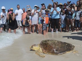 In this July 14, 2016 file photo a loggerhead sea turtle, is released back into the gulf after being treated for pneumonia at Gulf World Marine Institute, in Inlet Beach, Fla.