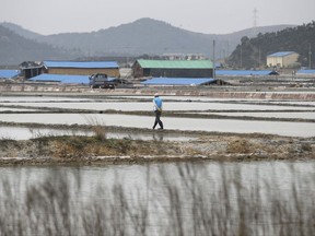 FILE - In this April 3, 2014 file photo, a man walks through a salt farm on Sinui Island, South Korea. A court has ruled on Friday, Sept. 8, 2017 that the South Korean government must pay 37 million won ($33,000) to a man who'd been held as a slave on the salt farm for several years and was stopped from escaping by police. (AP Photo/Lee Jin-man, File)