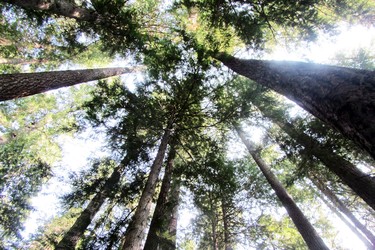 Look up, way up to see the old growth trees in Strathcona Provincial Park.