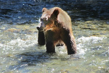 A grizzly bear looks for salmon in the Orford River.